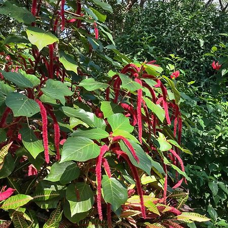 Finca Mystica Mérida エクステリア 写真