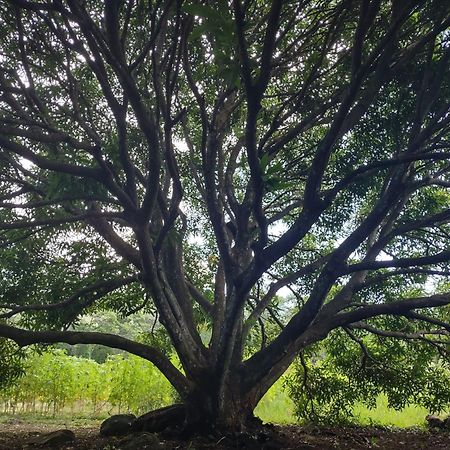 Finca Mystica Mérida エクステリア 写真