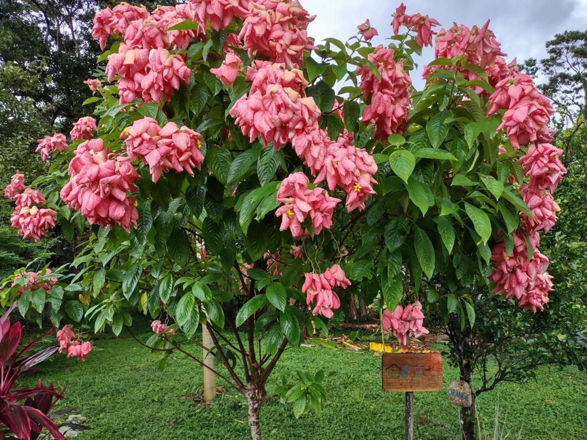 Finca Mystica Mérida エクステリア 写真
