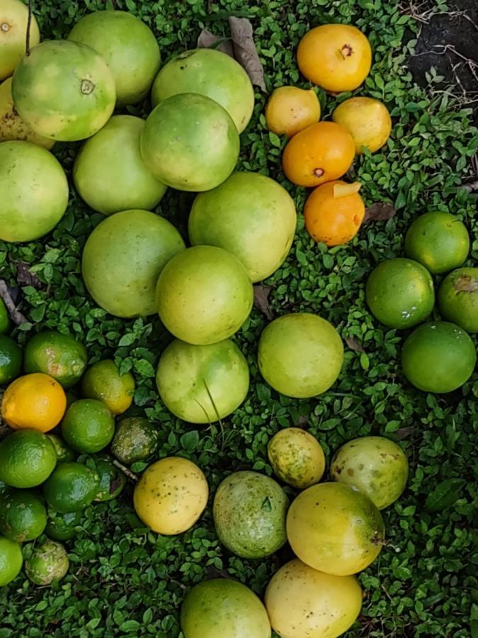 Finca Mystica Mérida エクステリア 写真
