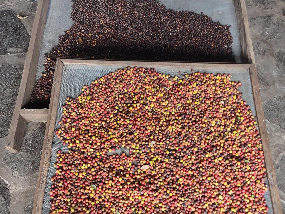Finca Mystica Mérida エクステリア 写真