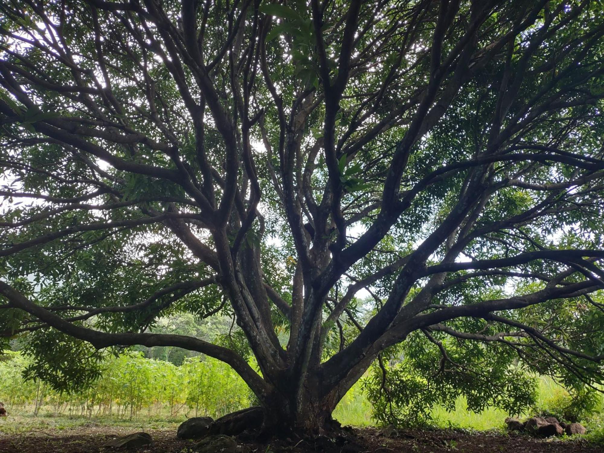 Finca Mystica Mérida エクステリア 写真